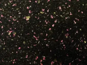 Splendore Black - Rose Plus (2x + BRILHO)